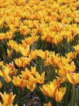 Тюльпан Виннипег (Tulipa Winnipeg), 10 шт (разбор 11/12)