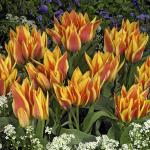 Тюльпан Виннипег (Tulipa Winnipeg), 10 шт (разбор 11/12)