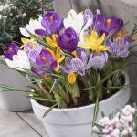 Крокус крупноцветковый смесь (Crocus vernus Mixed), 100 шт (разбор 8/9)