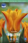 Тюльпан Балерина (Tulipa Ballerina), 10 шт (разбор 11/12)