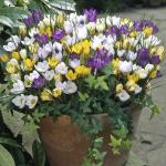 Крокус ботанический смесь (Crocus species Mixed), 100 шт (разбор 5/7)