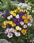 Крокус крупноцветковый смесь (Crocus vernus Mixed), 50 шт (разбор 8/9)