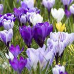 Крокус крупноцветковый смесь (Crocus vernus Mixed), 50 шт (разбор 8/9)