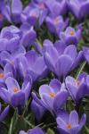 Крокус Гранд Матр (Crocus Grand Maitre), 25 шт (разбор 8/9)