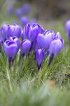 Крокус Гранд Матр (Crocus Grand Maitre), 25 шт (разбор 8/9)