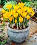 Крокус Йеллоу Маммут (Crocus Yellow Mammouth), 10 шт (разбор 9/10)