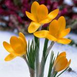 Крокус Йеллоу Маммут (Crocus Yellow Mammouth), 10 шт (разбор 9/10)