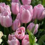 Тюльпан Мистресс (Tulipa Mistress), 5 шт (разбор 11/12)