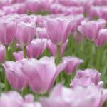 Тюльпан Мистресс (Tulipa Mistress), 5 шт (разбор 11/12)