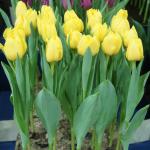 Тюльпан Веди Наполи (Tulipa Vedi Napoli), 10 шт (разбор 11/12)