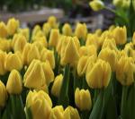Тюльпан Веди Наполи (Tulipa Vedi Napoli), 10 шт (разбор 11/12)