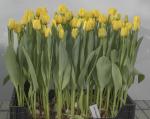 Тюльпан Веди Наполи (Tulipa Vedi Napoli), 10 шт (разбор 11/12)