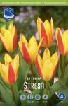 Тюльпан Стреза (Tulipa Stresa), 10 шт (разбор 12/14)