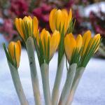 Крокус Йеллоу Маммут (Crocus Yellow Mammouth), 25 шт (разбор 8/9)