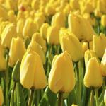 Тюльпан Йеллоу Триумф (Tulipa Yellow Triumph), 25 шт (разбор 11/12)