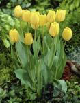 Тюльпан Голден Оксфорд (Tulipa Golden Oxford), 5 шт (разбор 11/12)