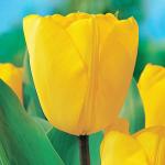 Тюльпан Голден Оксфорд (Tulipa Golden Oxford), 5 шт (разбор 11/12)