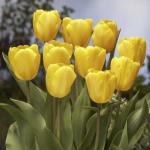 Тюльпан Голден Оксфорд (Tulipa Golden Oxford), 5 шт (разбор 11/12)