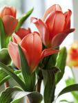 Тюльпан Ориентал Бьюти (Tulipa Oriental Beauty), 5 шт (разбор 11/12)