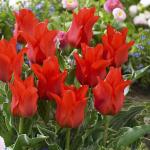 Тюльпан Ориентал Бьюти (Tulipa Oriental Beauty), 5 шт (разбор 11/12)