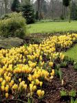 Крокус Йеллоу Маммут (Crocus Yellow Mammouth), 5 шт (разбор 8/9)