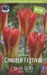 Тюльпан Кандела Фестивал (Tulipa Candela Festival), 10 шт (разбор 11/12)