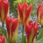 Тюльпан Кандела Фестивал (Tulipa Candela Festival), 10 шт (разбор 11/12)