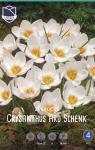 Крокус Ард Шенк (Crocus Ard Schenk), 25 шт (разбор 5/7)