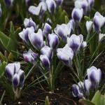 Крокус Принц Клаус (Crocus Prins Claus), 25 шт (разбор 5/7)