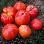 Томат Анна Мейер 10 шт