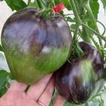 Томат Восставший звездный истребитель ВТ16 10 шт