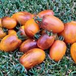 Томат Атомный закат 10 шт