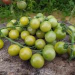 Томат Доктор Фростед 10 шт