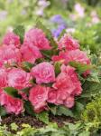 Бегония махровая Пинк (Double PINK), 3 шт (разбор 6/7)