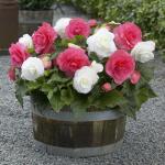 Бегония махровая Пинк (Double PINK), 3 шт (разбор 6/7)