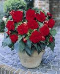 Бегония махровая Ред (Double RED), 3 шт (разбор 6/7)