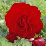 Бегония махровая Ред (Double RED), 3 шт (разбор 6/7)