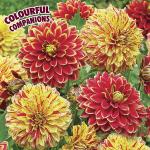 Георгина декоративная Карнавал (Carnival), 2 шт смесь