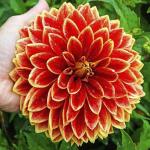 Георгина декоративная Карнавал (Carnival), 2 шт смесь