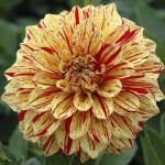 Георгина декоративная Карнавал (Carnival), 2 шт смесь