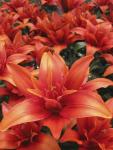 Лилия азиатская Ред Твин (double Red Twin), 3 шт (разбор 14/16)