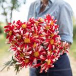 Георгина Вайндмилл (Miscellaneous Windmill), 1 шт