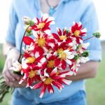 Георгина Вайндмилл (Miscellaneous Windmill), 1 шт