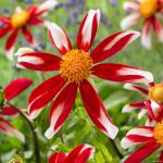 Георгина Вайндмилл (Miscellaneous Windmill), 1 шт