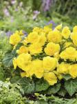 Бегония махровая Йеллоу (Double YELLOW), 3 шт (разбор 6/7)