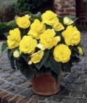 Бегония махровая Йеллоу (Double YELLOW), 3 шт (разбор 6/7)