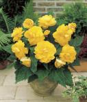 Бегония махровая Йеллоу (Double YELLOW), 3 шт (разбор 6/7)