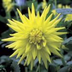 Георгина бордюрная Йеллоу Хэппинес (Yellow Happiness), 1 шт