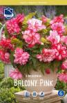 Бегония ампельная Балкони Пинк (Balcony Pink), 3 шт (разбор 6/7)