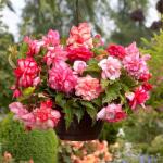 Бегония ампельная Балкони Пинк (Balcony Pink), 3 шт (разбор 6/7)